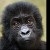 Profile picture of Gorilla